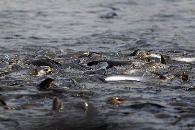 Talin chan-NOV13-155